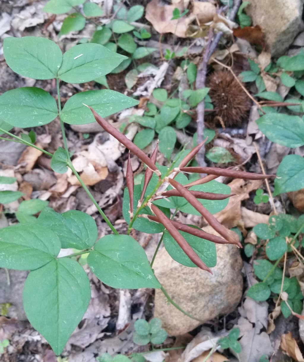 Baccelli di Lathyrus venetus